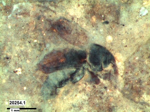 Genus sp