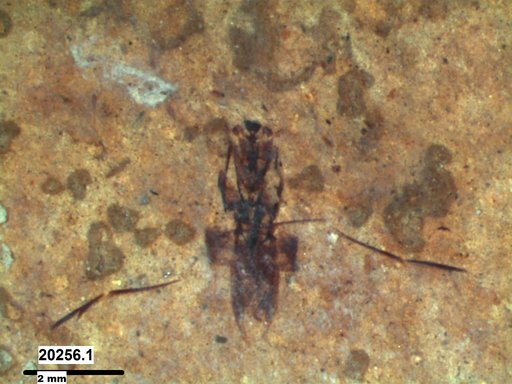 Notonectidae