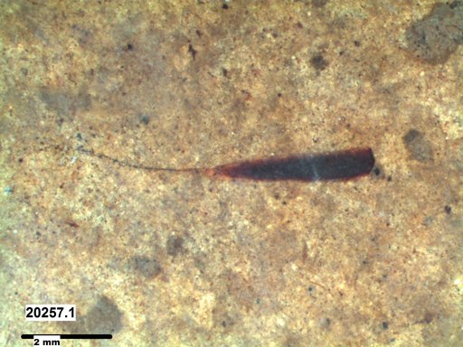 Tracheophyta