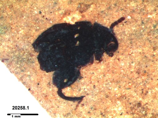 Chrysomelidae