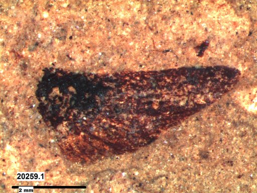 Tracheophyta