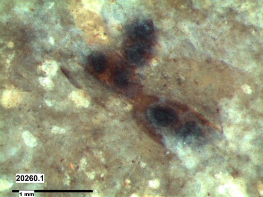 Daphniidae