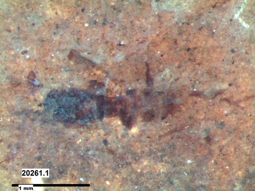 Insecta