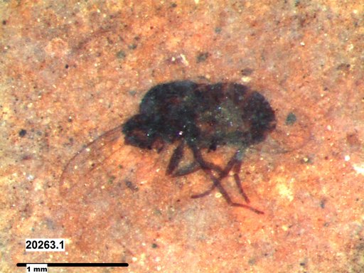 Diptera