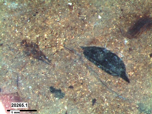 Tracheophyta