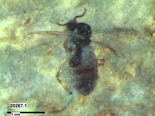 Diptera