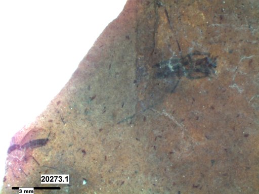 Diptera