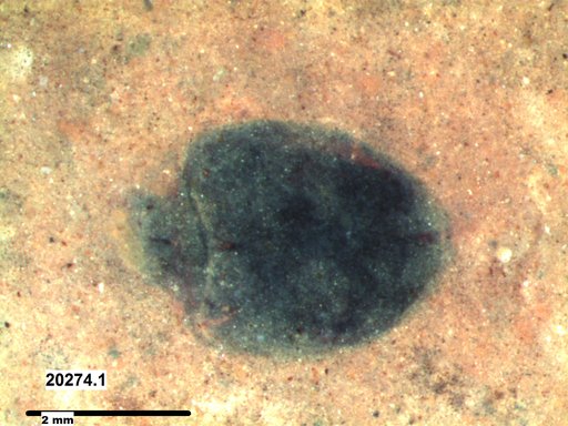 Chrysomelidae