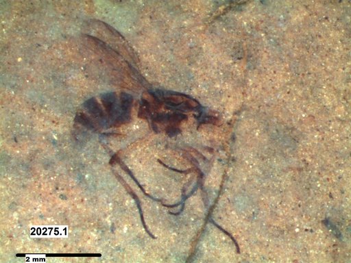 Diptera