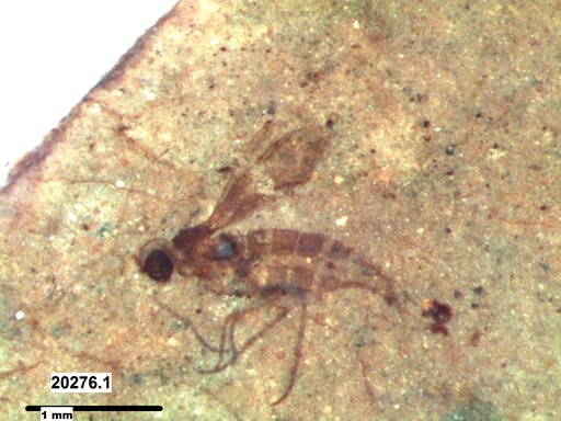 Sciaridae