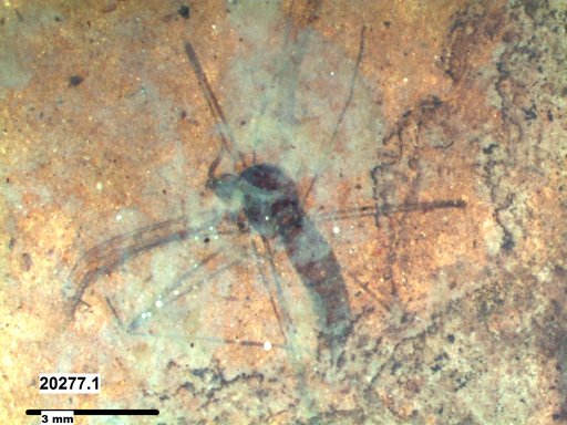 Diptera