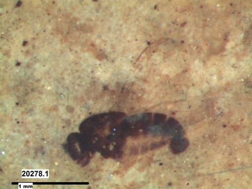 Diptera