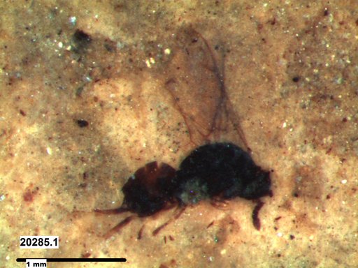 Genus sp