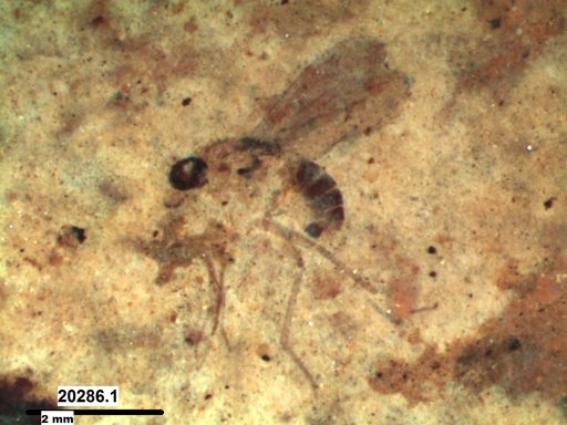 Diptera
