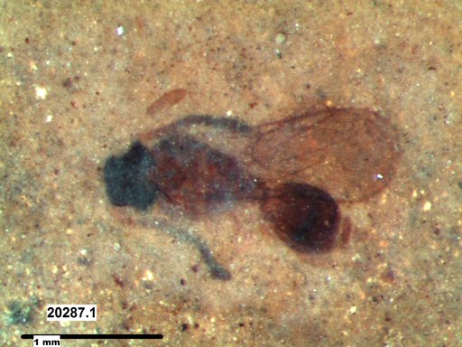 Diapriidae