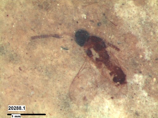Diapriidae