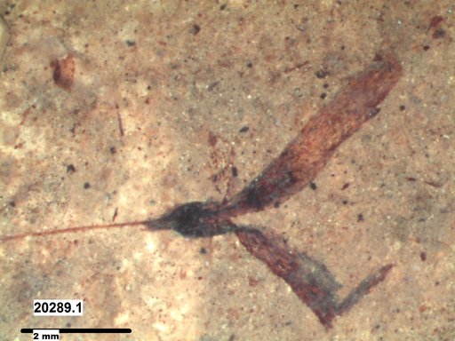 Tracheophyta