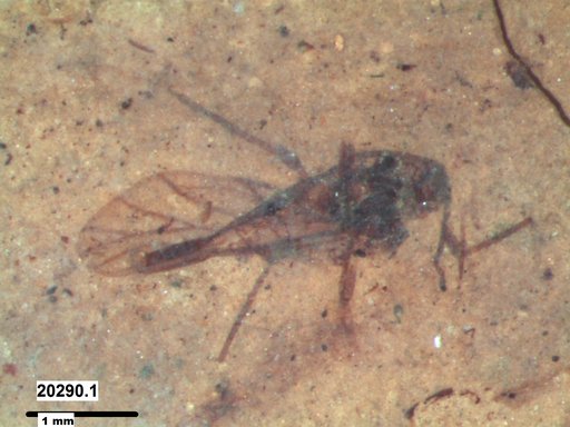 Aphididae