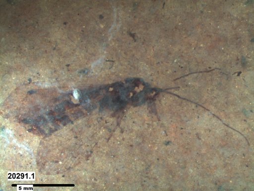 Genus sp