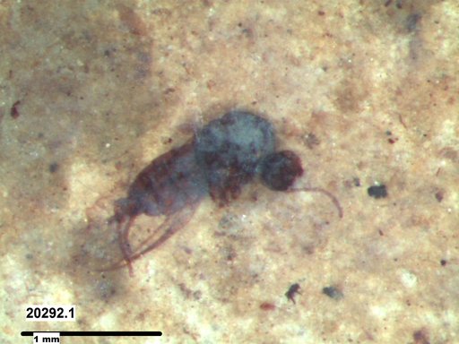Diptera
