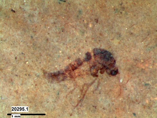 Diptera