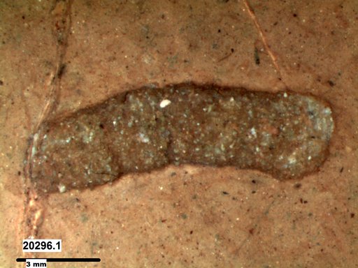 Genus sp