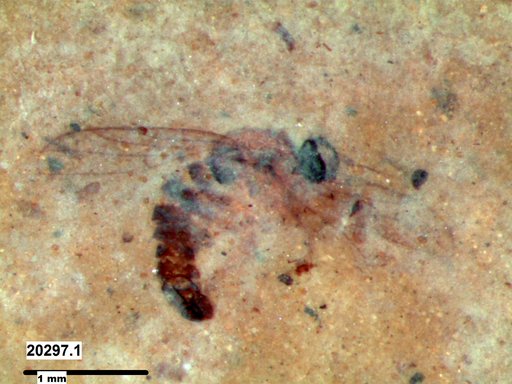 Diptera