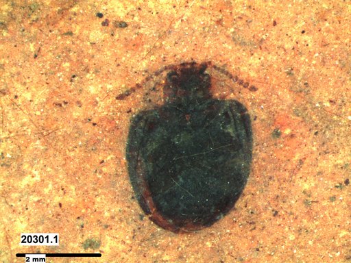 Chrysomelidae