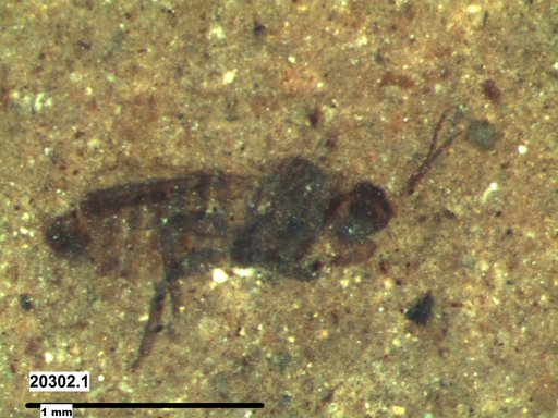 Genus sp