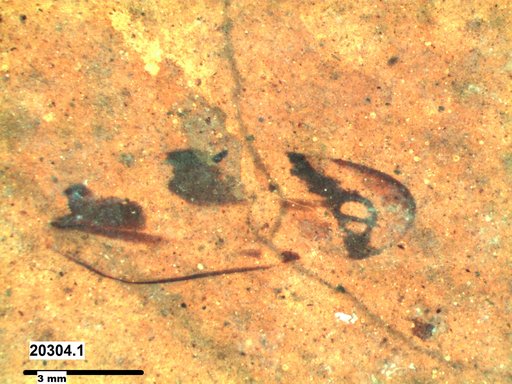 Genus sp