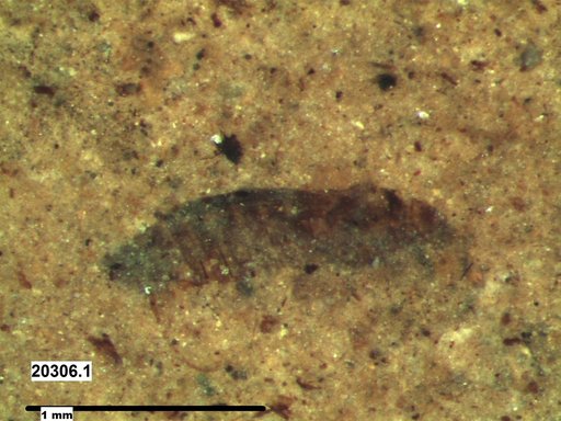 Genus sp