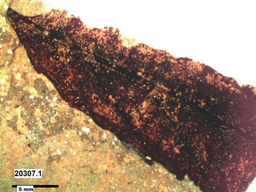 Tracheophyta