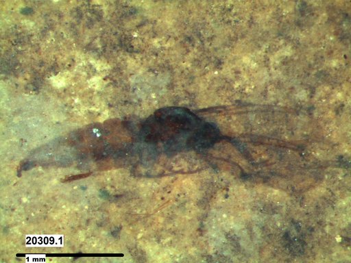 Diptera