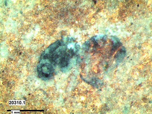 Genus sp