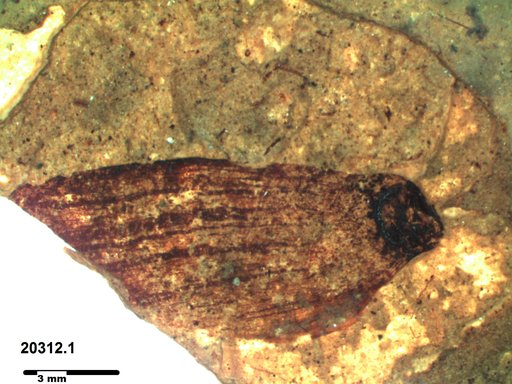 Tracheophyta
