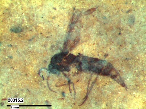 Sciaridae