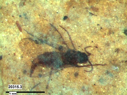 Sciaridae