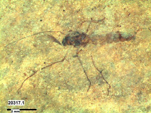 Diptera