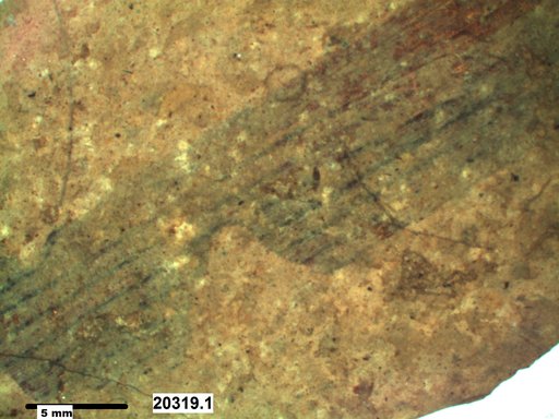 Tracheophyta