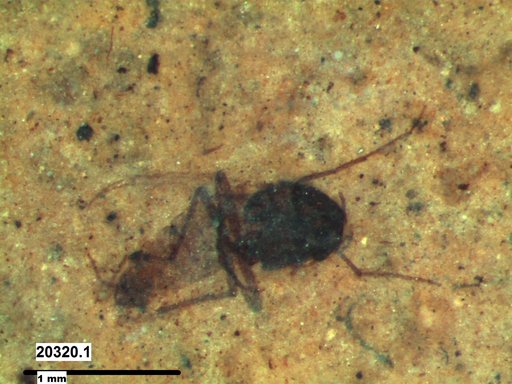 Diptera