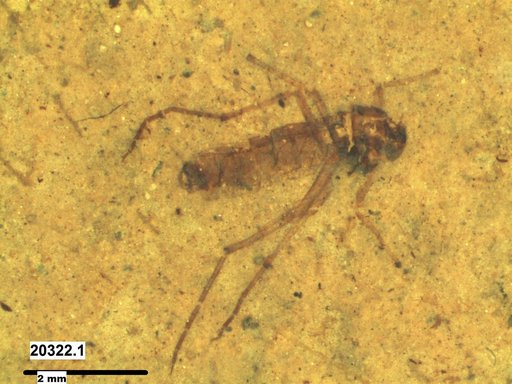 Diptera