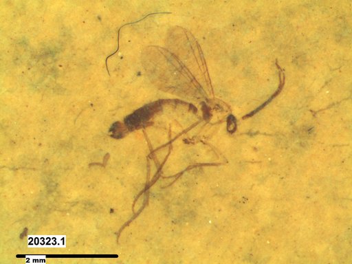 Mycetophilidae