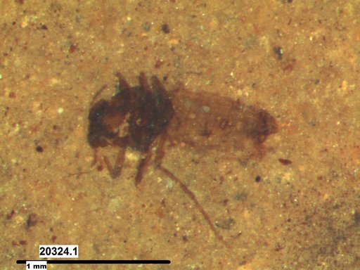 Diptera
