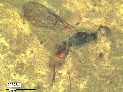 Ichneumonidae