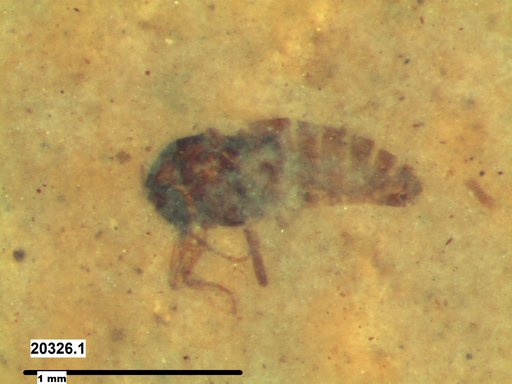 Diptera