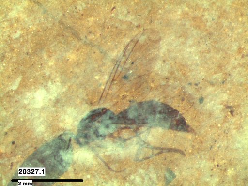 Diptera