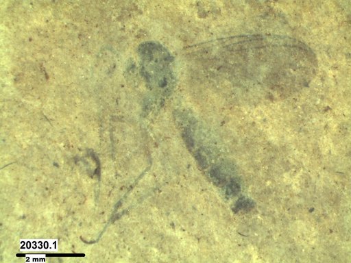 Mycetophilidae
