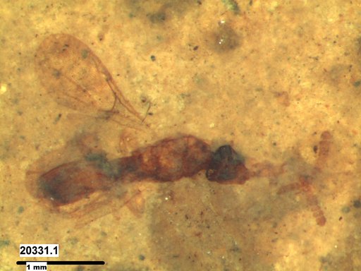 Diapriidae