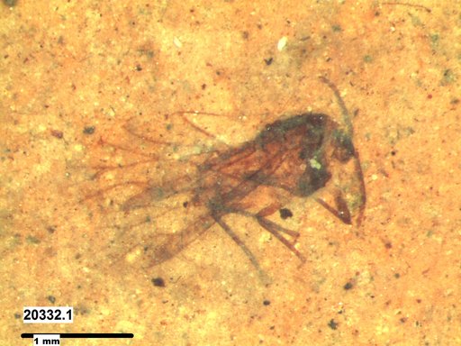 Aphididae