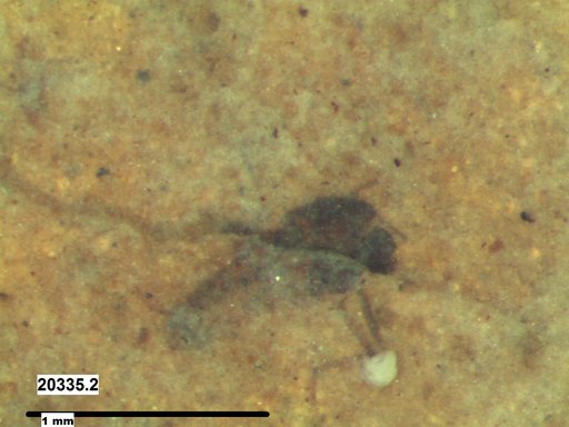 Diptera